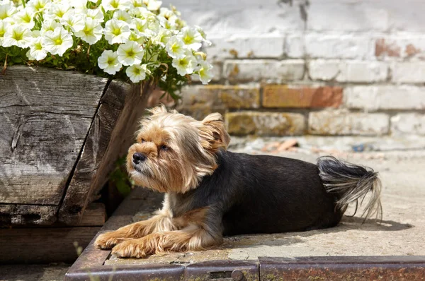 美しいヨークシャーのテリアは屋外で休んでいます 素敵な犬の肖像画 — ストック写真