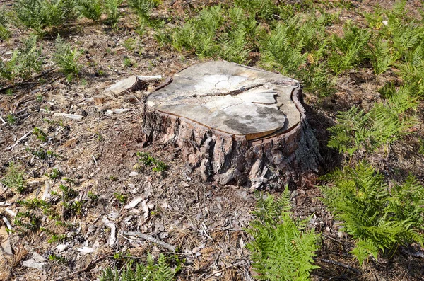 Tree stump in a bright forest. Tree stump after deforestation