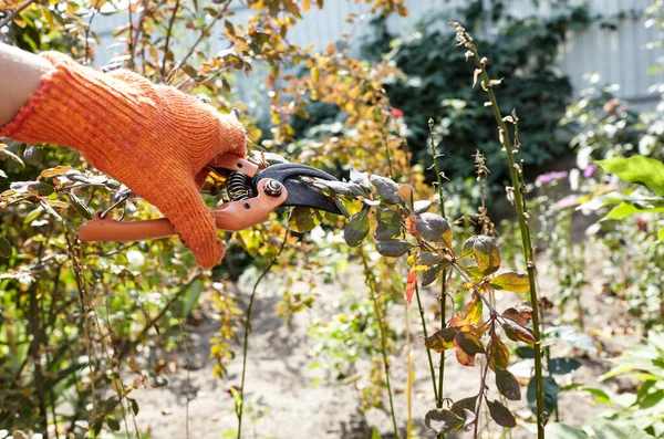 Man Gardening Backyard Mans Hands Secateurs Cutting Wilted Flowers Bush — Stock fotografie
