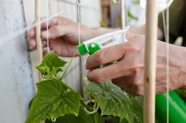 Old man gardening in home greenhouse. Men\'s hands hold spray bottle and watering the cucumber plant