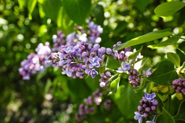 Yeşil arka planda güzel bir leylak çiçeği dalı, doğal bahar arkaplanı. Çiçekli leylak çalısı. Seçici odak, bulanık arkaplan
