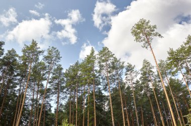 Çam ağacı ormanı. Güzel yaz ormanı Bir yaz günü