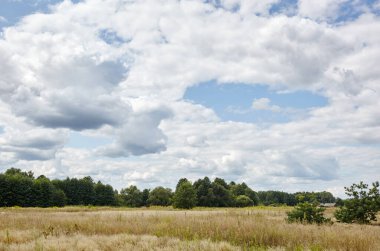 Ufuktaki yaz ormanı mavi gökyüzüne karşı. Yeşil ağaçların ve mavi gökyüzünün güzel manzarası