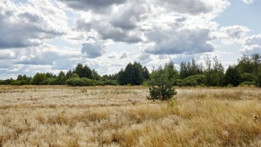 Parlak yaz ormanlarının gökyüzü ve çayırlara karşı panoramik fotoğrafı. Yeşil ağaçların ve mavi gökyüzünün güzel manzarası