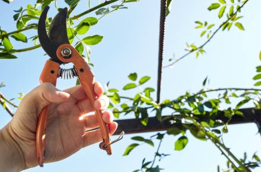 Bahçeyle uğraşan bir adam. Gül çalılığında solmuş çiçekleri kesen kesicilerle insan elleri. Bahçe işleri, bahçede budama makası olan budama bitkileri.