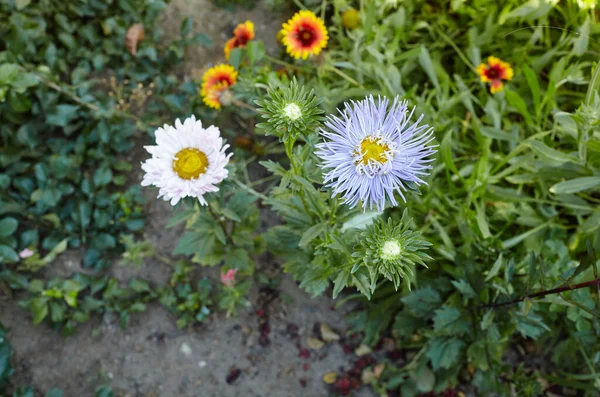 Aster flowers in the garden. A bush of beautiful plant in summer light. Beautiful summer or autumn blooming aster. Family name Asteraceae, Scientific name Aster. Selective focus, blurred background
