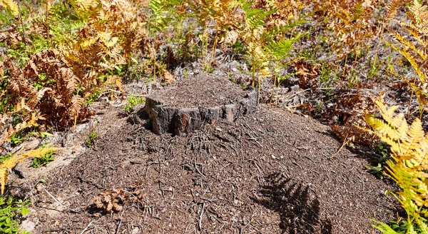Anthill European Forest Anthill Colony Ants Stump — Stock Fotó