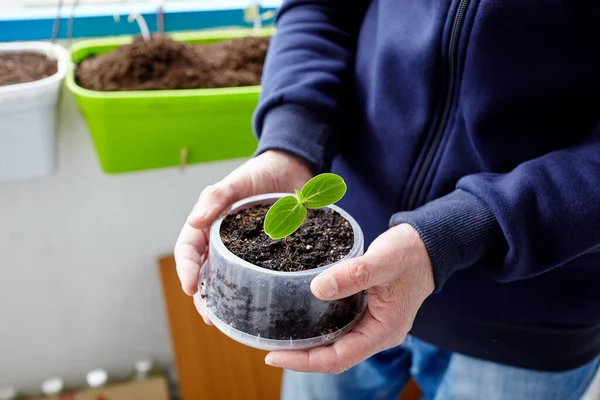 Old man gardening in home greenhouse. Men\'s hands holding cucumber seedling in the pot, selective focus