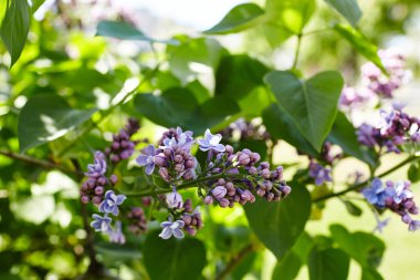 Yeşil arka planda güzel bir leylak çiçeği dalı, doğal bahar arkaplanı. Çiçekli leylak çalısı. Seçici odak, bulanık arkaplan