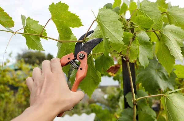 Bahçeyle uğraşan bir adam. Solmuş yaprakları kesen secateurs işçilerinin elleri. Bahçe işleri, bahçede budama makası olan budama bitkileri.