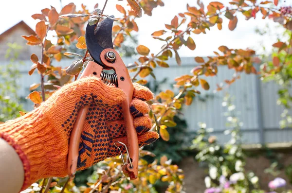 Man Gardening Backyard Mans Hands Secateurs Cutting Wilted Flowers Bush — стоковое фото