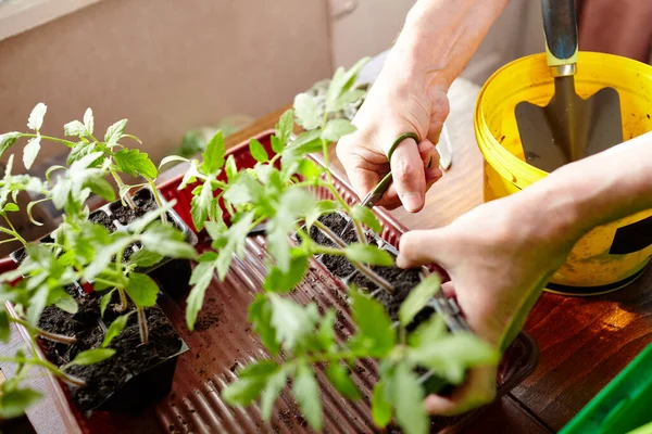 老人在自家温室种花 男人的手在土壤中种植番茄幼苗 有选择地集中注意 春天的种植和园艺 — 图库照片