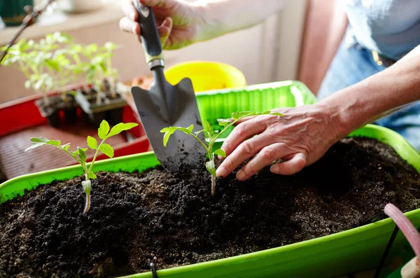 Old Man Gardening Home Greenhouse Men Hands Planting Tomato Seedlings — Stock Photo, Image