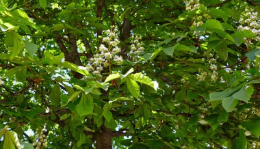 Kestanenin dalları yemyeşil yaprakların arka planında, yakın plan. Bahar zamanı kestane ağacı çiçekleri. Seçici odak, bulanık arkaplan