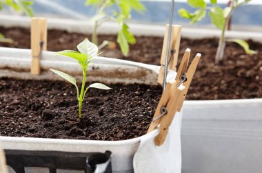 Plastik kaplarda biber tohumları, yakın plan. Kapalı alanda veya serada sebze yetiştirme, seçici odaklanma