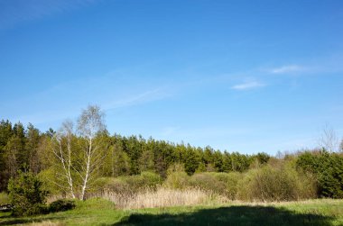 Gökyüzüne ve çayırlara karşı yoğun orman. Bir sıra ağacın ve mavi gökyüzünün güzel manzarası