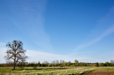 Güzel yaz kırsal manzarası. Ağaçlı ve çimenli çayır Bulutlara karşı