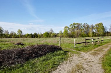 Güzel yaz kırsal manzarası. Ağaçlı ve çimenli çayır Bulutlara karşı