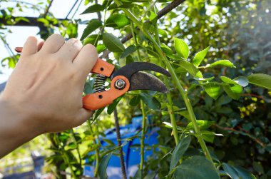 Bahçeyle uğraşan bir adam. Gül çalılığında solmuş çiçekleri kesen kesicilerle insan elleri. Bahçe işleri, bahçede budama makası olan budama bitkileri.