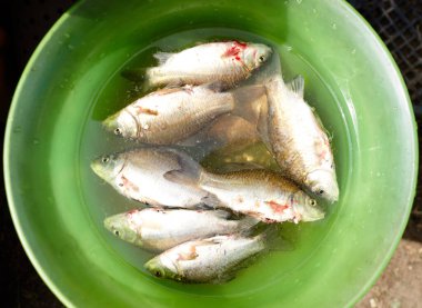 Balıkçı avı. Yakalandıktan sonra suda balık, yakın plan. Seçici odak, bulanık arkaplan