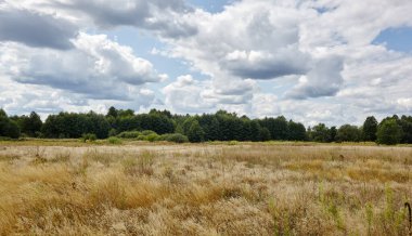 Parlak yaz ormanlarının gökyüzü ve çayırlara karşı panoramik fotoğrafı. Yeşil ağaçların ve mavi gökyüzünün güzel manzarası