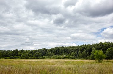 Gökyüzüne ve çayırlara karşı yoğun orman. Bir sıra ağacın ve mavi gökyüzünün güzel manzarası