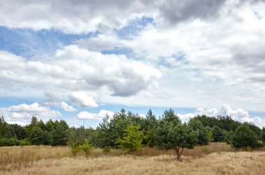 Pine trees against the sky. Beautiful summer nature landscape