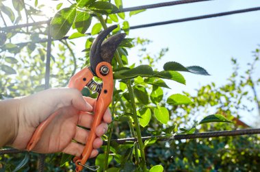 Bahçeyle uğraşan bir adam. Gül çalılığında solmuş çiçekleri kesen kesicilerle insan elleri. Bahçe işleri, bahçede budama makası olan budama bitkileri.