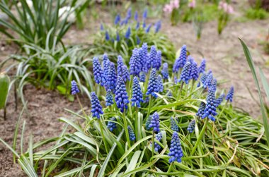 Blue muscari flowers (Grape hyacinth) in the garden. Family name Asparagaceae, Scientific name Muscari. Selective focus, blurred background