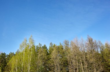 Dense forest against the sky. Beautiful landscape of a row of trees and blue sky background