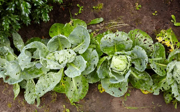 Fresh Cabbage Rain Farm Field Cultivation Vegetables Ground Selective Focus — Foto de Stock