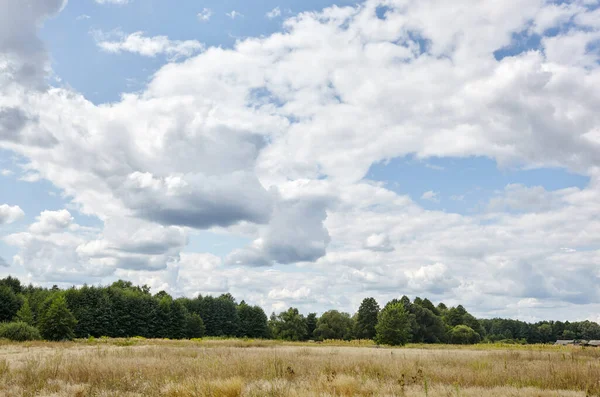 Ufuktaki yaz ormanı mavi gökyüzüne karşı. Yeşil ağaçların ve mavi gökyüzünün güzel manzarası