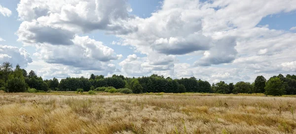 Parlak yaz ormanlarının gökyüzü ve çayırlara karşı panoramik fotoğrafı. Yeşil ağaçların ve mavi gökyüzünün güzel manzarası