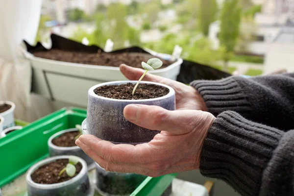 Old man gardening in home greenhouse. Men\'s hands holding cucumber seedling in the pot, selective focus