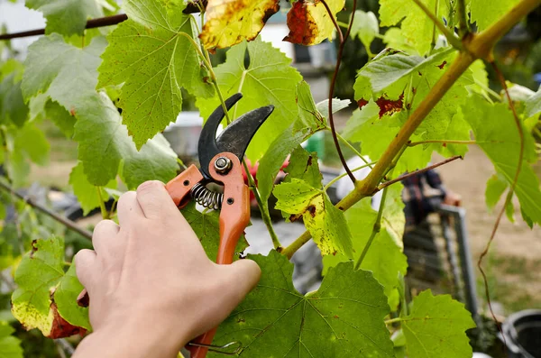 Man gardening in backyard. Worker\'s hands with secateurs cutting off wilted leafs on grapevine. Seasonal gardening, pruning plants with pruning shears in the garden