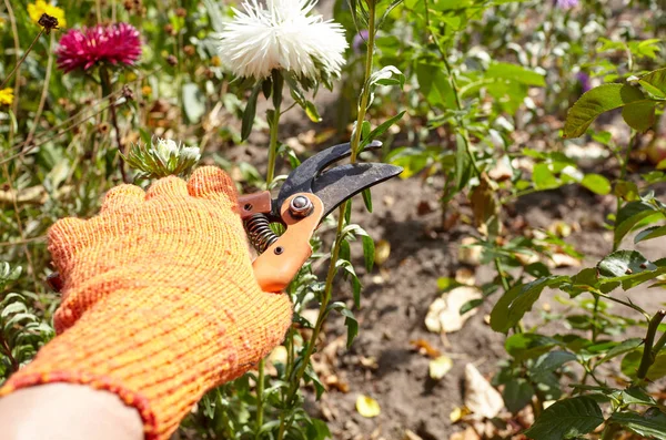 Man Gardening Backyard Mans Hands Secateurs Cutting Wilted Flowers Bush — Stockfoto