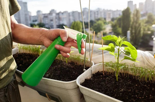 Old man gardening in home greenhouse. Men's hands hold spray bottle and watering the pepper plant