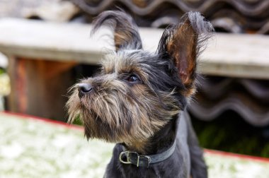 Charming dog at yard. Portrait of nice dog
