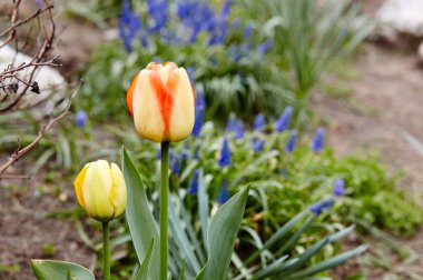 Bahçede açan güzel lale çiçekleri. Bahar bahçesindeki güzellik lalesi doğadaki güneş ışığıyla ışıldıyor. Bokeh resmi ile bulanık arkaplan, seçici odak
