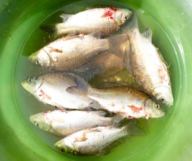 Balıkçı avı. Yakalandıktan sonra suda balık, yakın plan. Seçici odak, bulanık arkaplan