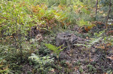 Parlak bir ormanda ağaç kütüğü. Ormanların tahrip edilmesinden sonra ağaç kütüğü