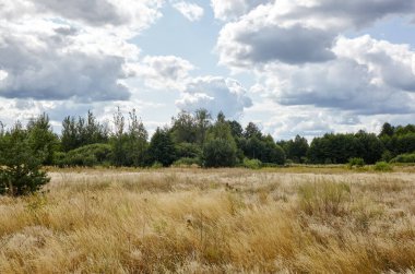 Gökyüzüne ve çayırlara karşı parlak yaz ormanı. Yeşil ağaçların ve mavi gökyüzünün güzel manzarası