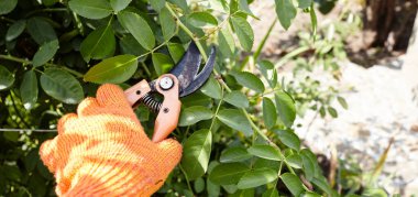 Bahçeyle uğraşan bir adam. Gül çalılığında solmuş çiçekleri kesen kesicilerle insan elleri. Bahçe işleri, bahçede budama makası olan budama bitkileri.
