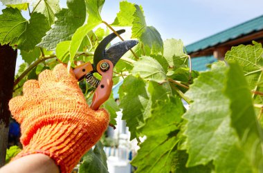 Bahçeyle uğraşan bir adam. Solmuş yaprakları kesen secateurs işçilerinin elleri. Bahçe işleri, bahçede budama makası olan budama bitkileri.