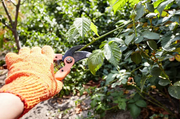 Man Gardening Backyard Mans Hands Secateurs Cutting Wilted Flowers Bush — Stock fotografie