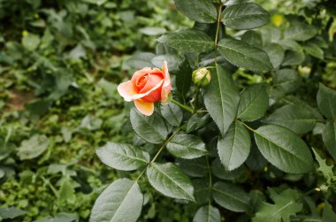 Bahçede pembe gül. Yaz ışığında güzel bir gül çalısı. Güzel bahar ya da yaz çiçek açan gül bitkisi