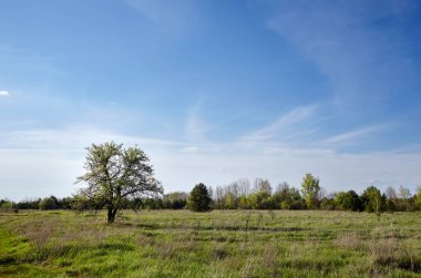 Güzel yaz kırsal manzarası. Ağaçlı ve çimenli çayır Bulutlara karşı
