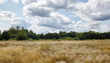 Parlak yaz ormanlarının gökyüzü ve çayırlara karşı panoramik fotoğrafı. Yeşil ağaçların ve mavi gökyüzünün güzel manzarası