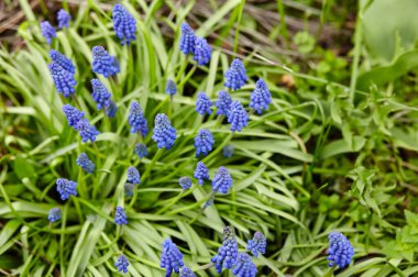 Blue muscari flowers (Grape hyacinth) in the garden. Family name Asparagaceae, Scientific name Muscari. Selective focus, blurred background