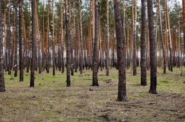 Çam ağacı ormanı. Güzel yaz ormanı Bir yaz günü